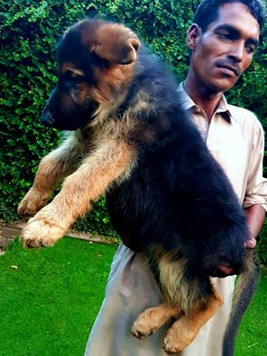 public/dog_images/8318/arlo.jpg
