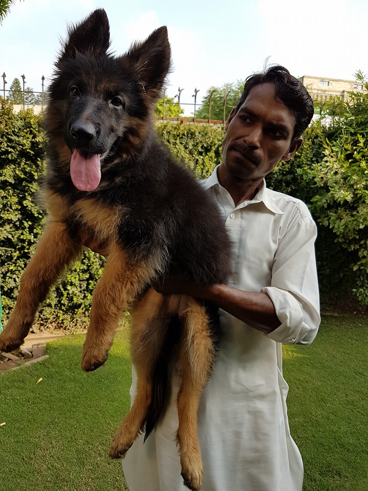 public/dog_images/8319/LS_ASLA.jpg