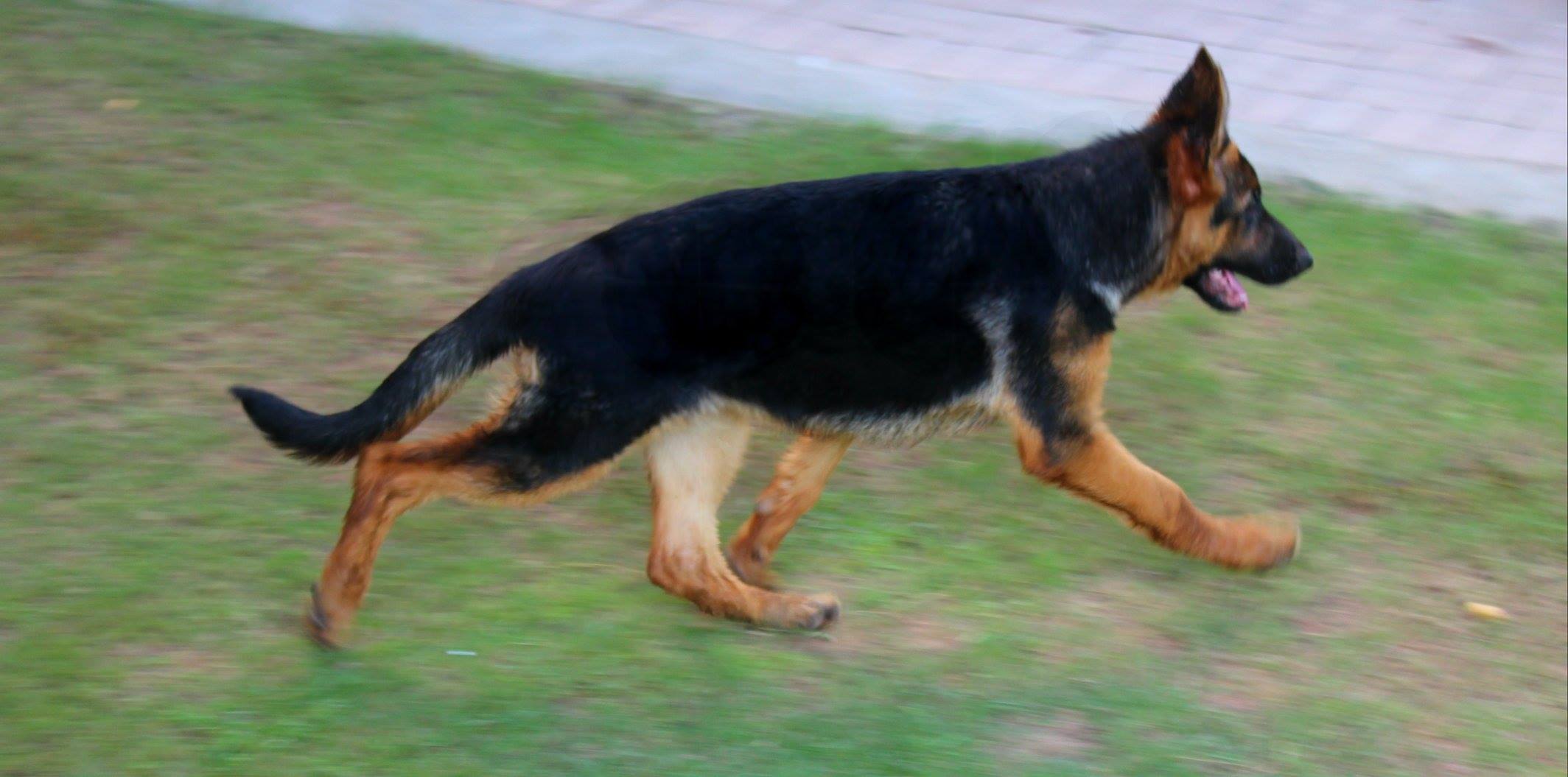public/dog_images/8320/arla1.jpg
