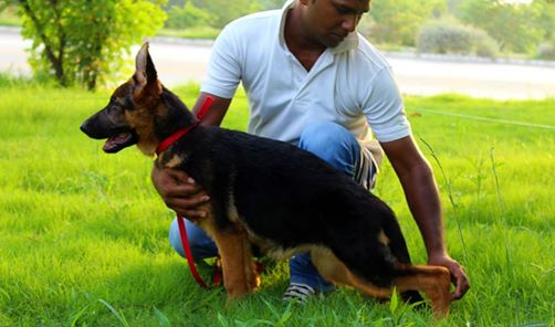 public/dog_images/8321/ArielJpg.jpg