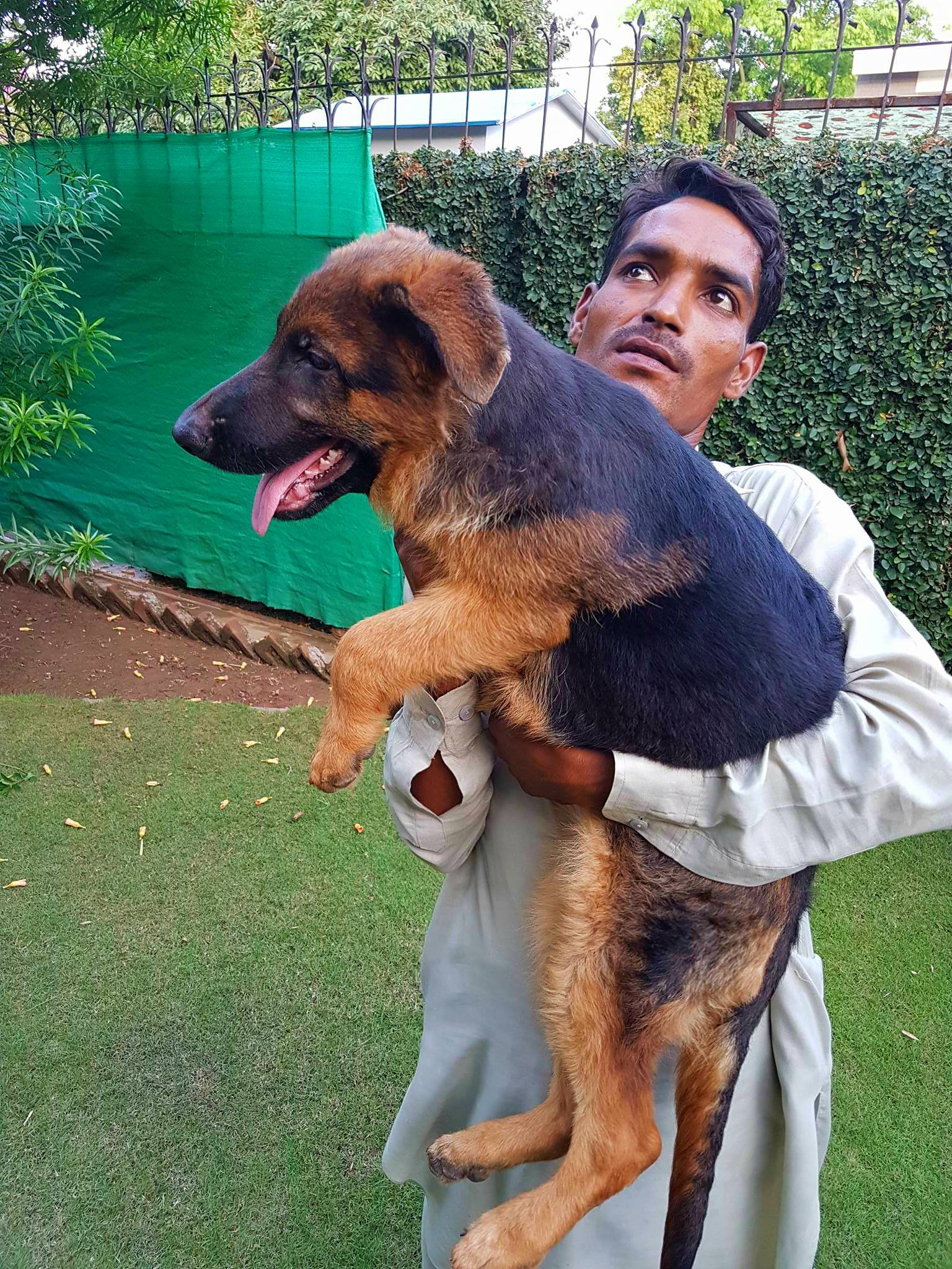 public/dog_images/8322/ariell.jpg