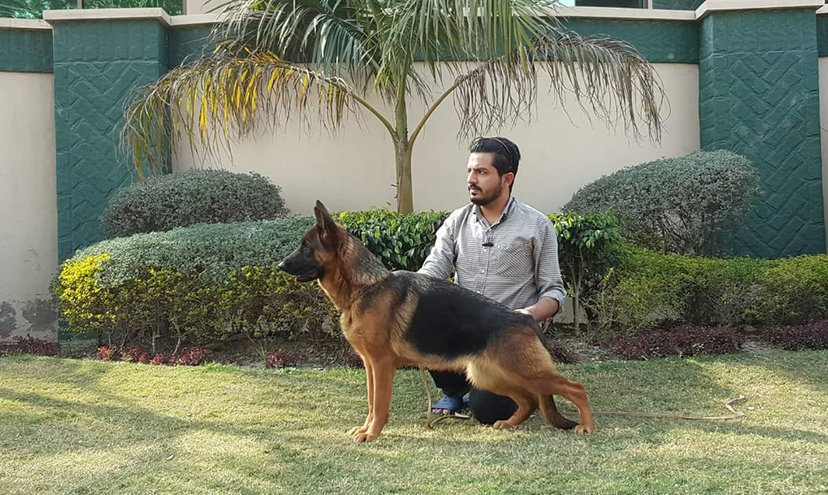 public/dog_images/8371/FB_IMG_1527104560550.jpg