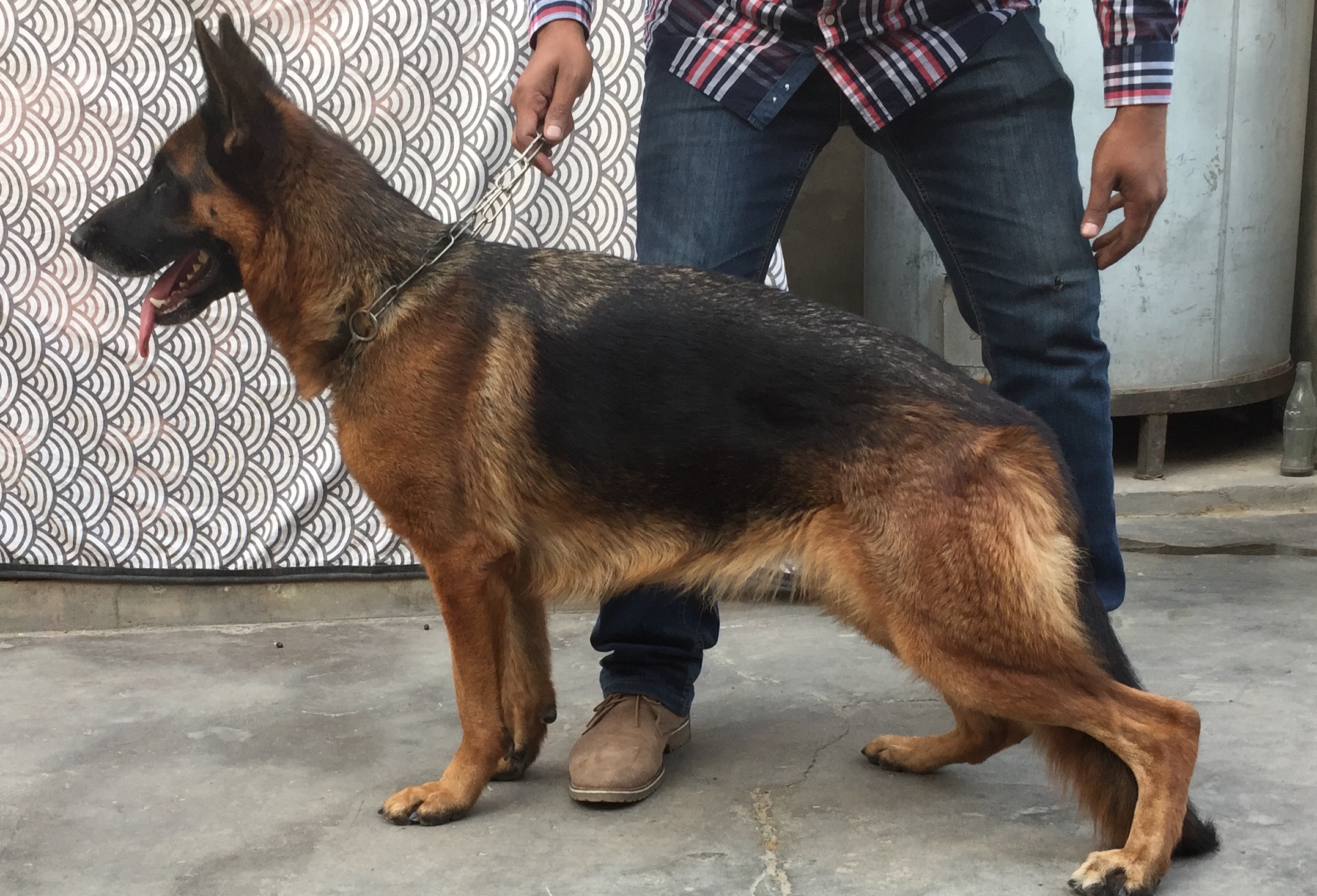 public/dog_images/8682/6DA45838-FF0D-44D1-B32A-D2DFB94D87F2.jpeg