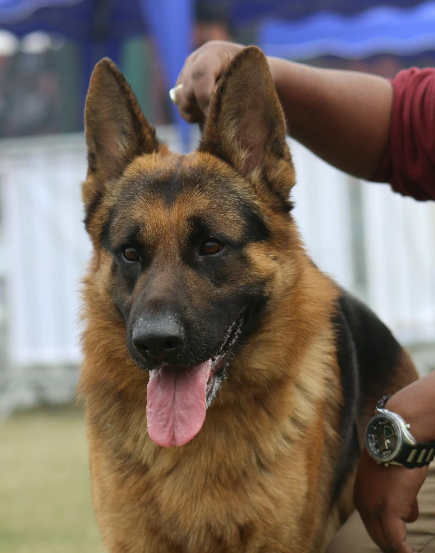 public/dog_images/8836/FB_IMG_1537815366652.jpg