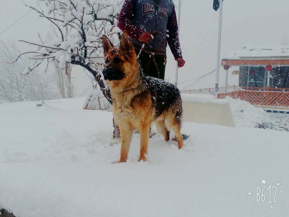public/dog_images/8837/BARU-1.jpeg