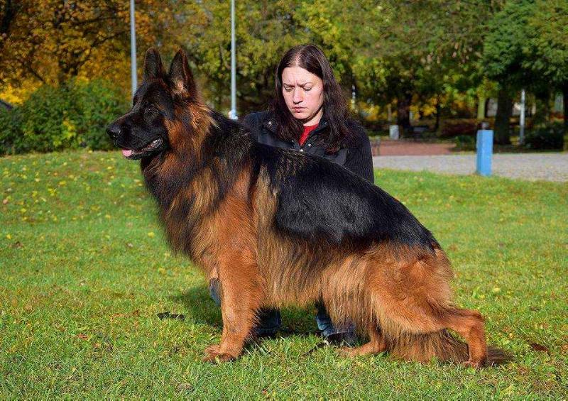 public/dog_images/8857/EBISHR_Gven_Blaid.jpg