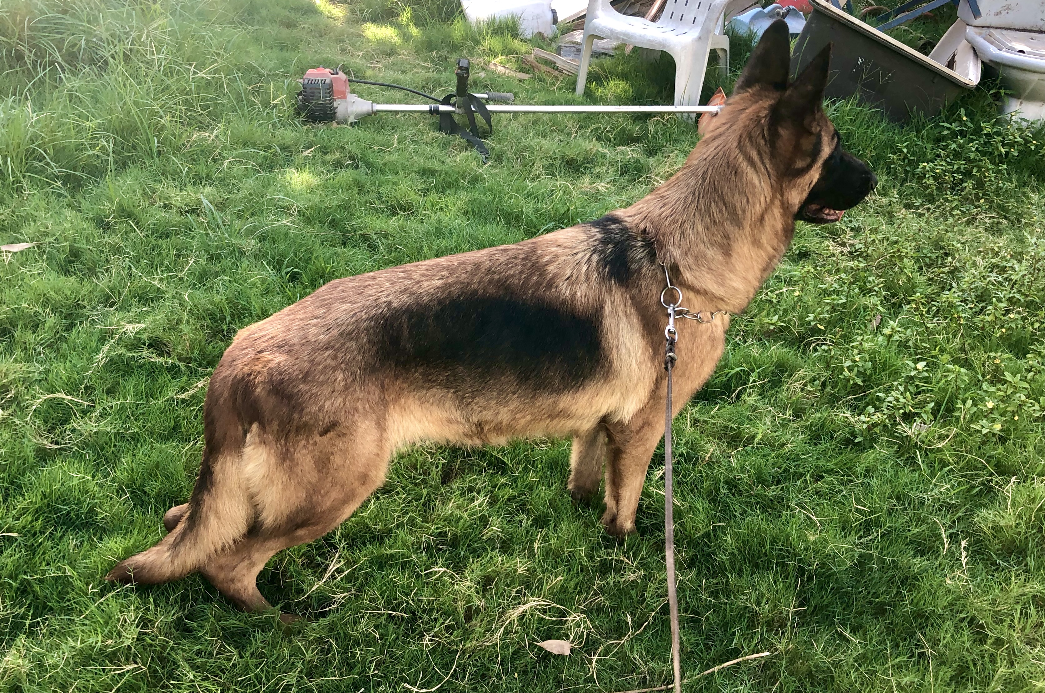 public/dog_images/9005/1615410388.CB8087F3-1B10-4D8C-9BAD-5DFCD33CF0C5.jpeg