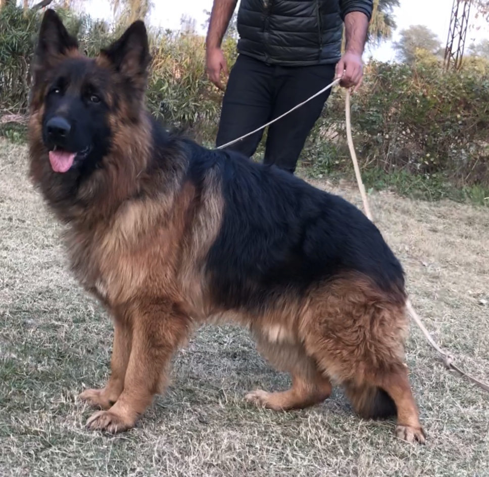 public/dog_images/9007/AA12A5F4-4F74-40BD-917F-89EAD6F27F7B.jpeg