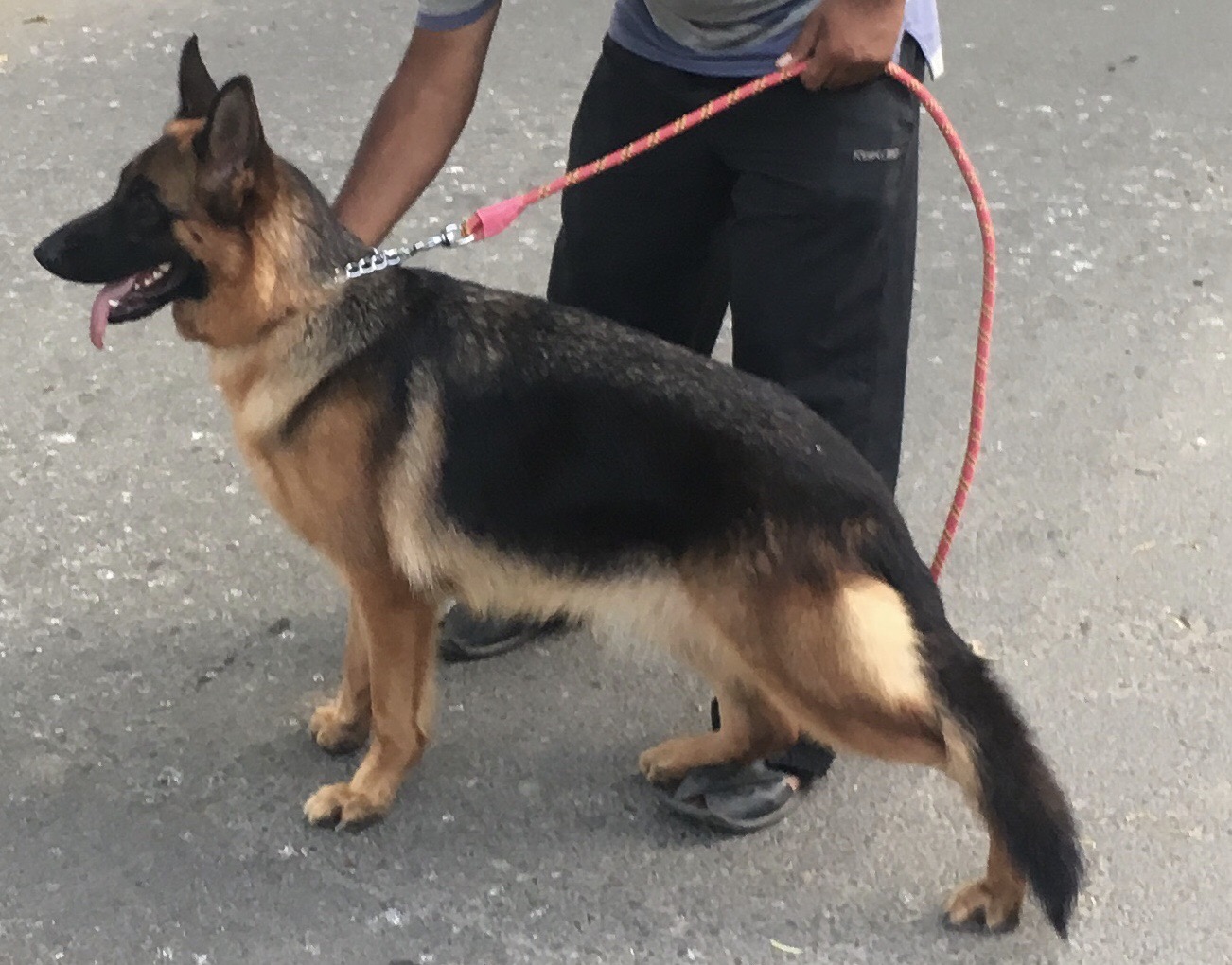 public/dog_images/9268/EE4B530D-62FF-4CB1-A8A6-CF80683BE300.jpeg