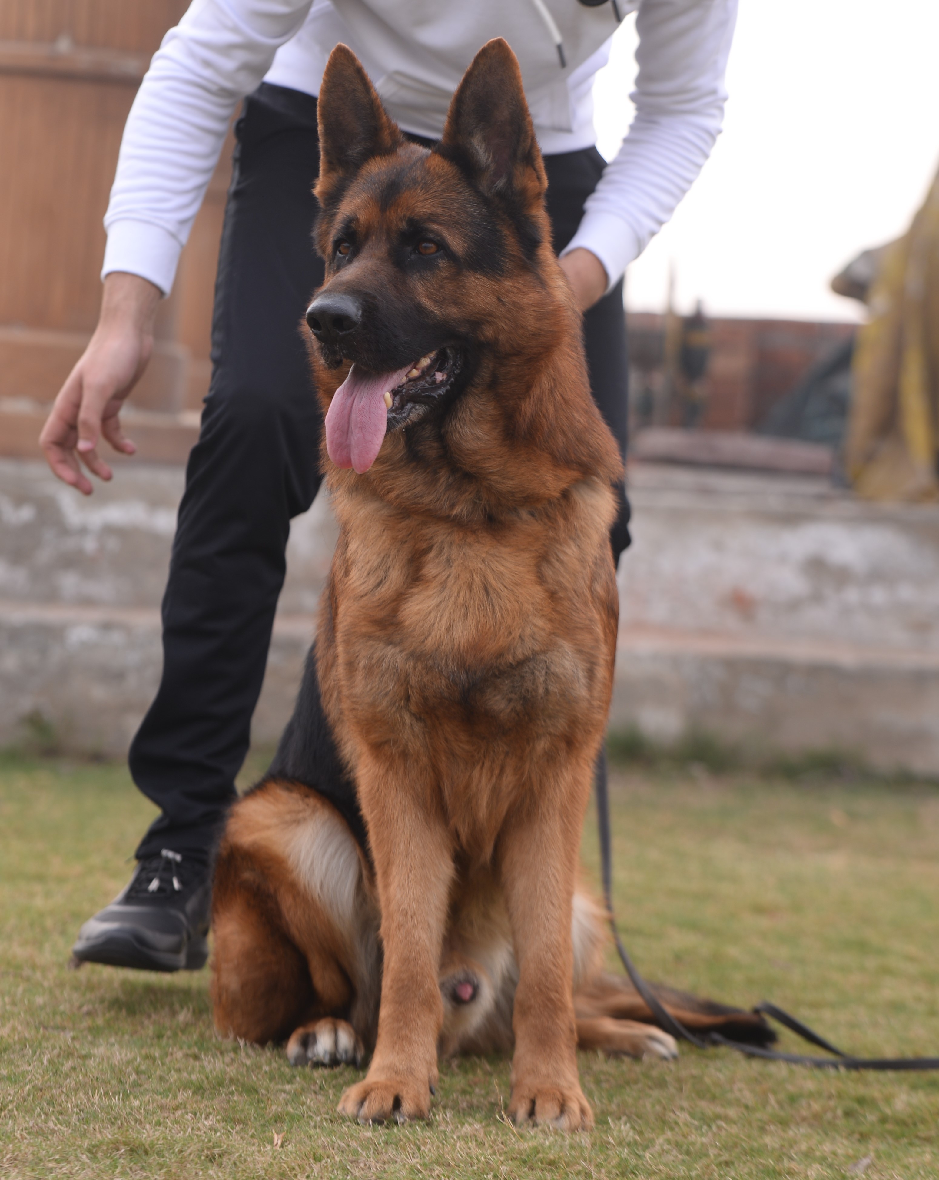 public/dog_images/9312/1614896077.DSC_3621.jpg