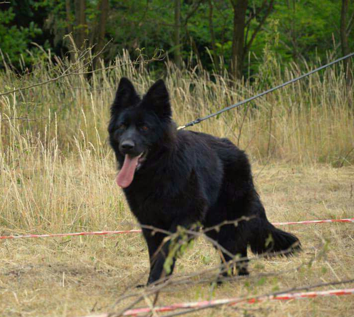 public/dog_images/9676/IMG-20170323-WA0045.jpg