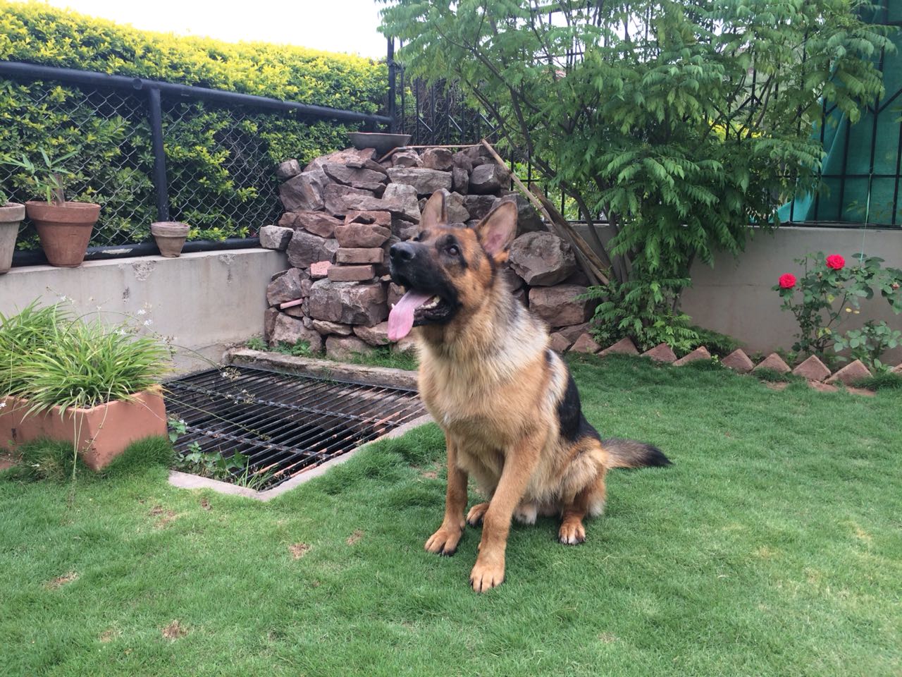 public/dog_images/9706/IMG-20180513-WA0009.jpg