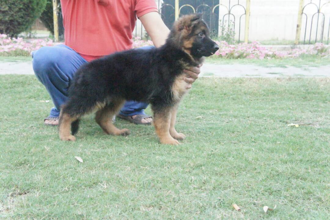 public/dog_images/9837/IMG-20170518-WA0126.jpg