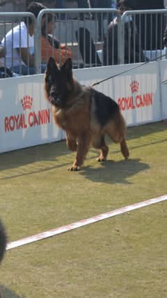Ontario Kennels